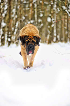 Mastiff dogの写真素材