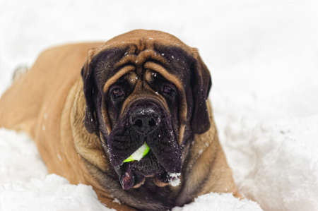 Mastiff dogの写真素材