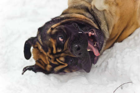 Mastiff dogの写真素材