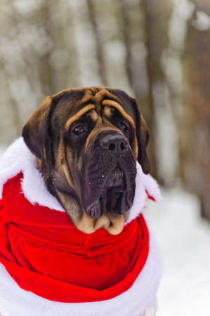 Mastiff in a Christmas costumeの写真素材