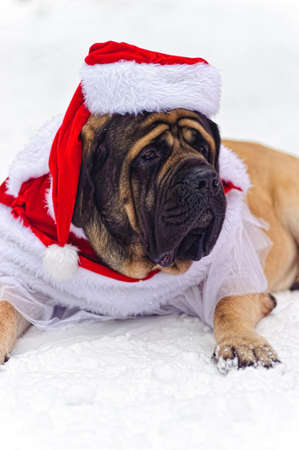 Mastiff in a Christmas costumeの写真素材