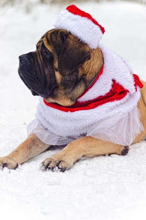 Mastiff in a Christmas costumeの写真素材