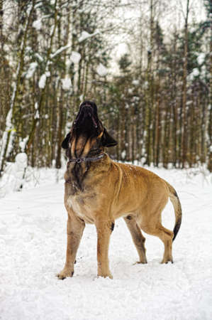 Mastiff dogの写真素材