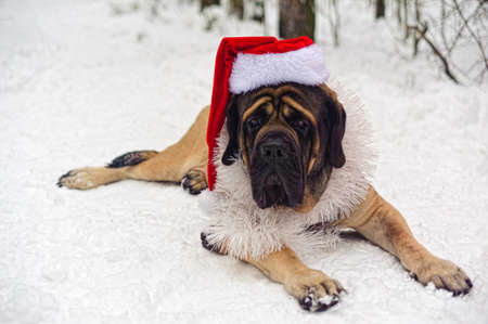 Mastiff in a Christmas costumeの写真素材