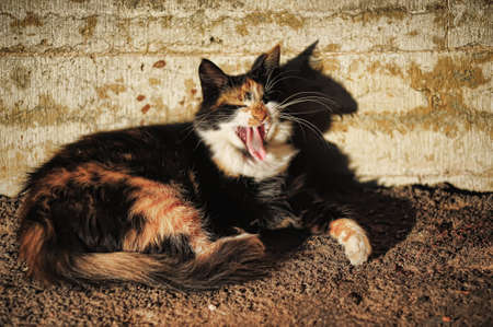 yawning catの写真素材