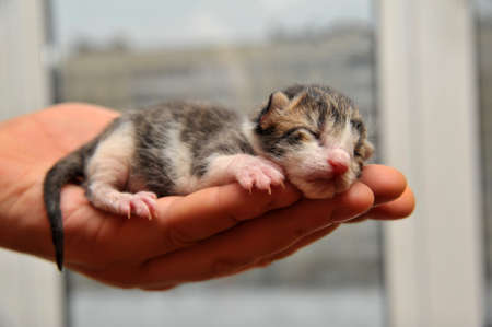 Kitten on a handの写真素材