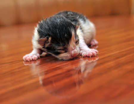 blind newborn kittenの写真素材