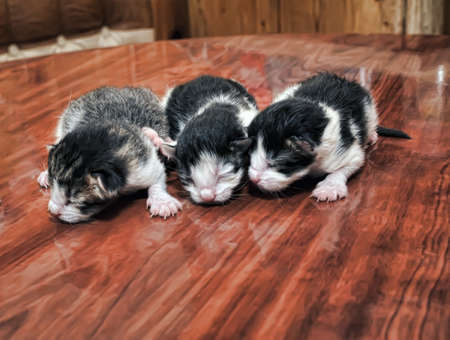 blind newborn kittensの写真素材