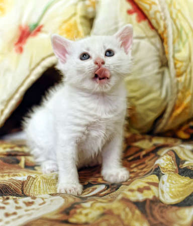white kitten の写真素材