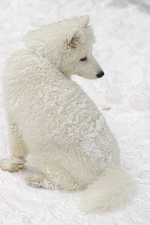 Samoyed puppy