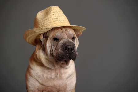 Shar Pei Dogの写真素材