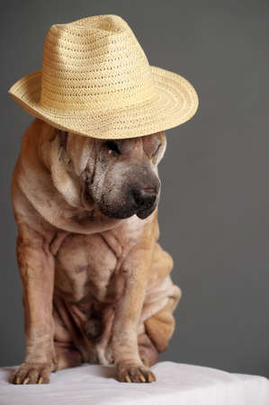 Shar Pei Dogの写真素材