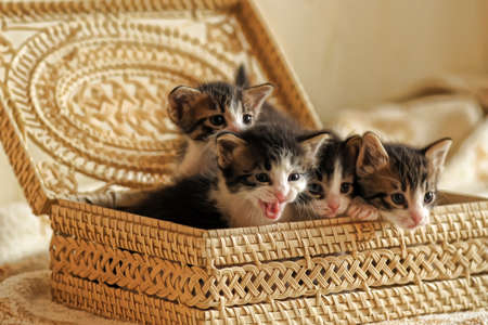 Kittens in a basket