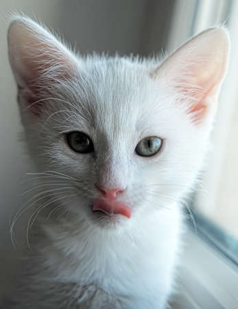 white kitten lickingの写真素材