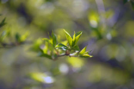 spring green leavesの写真素材