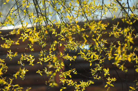 spring leaves on the tree