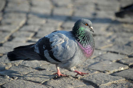 pigeon on pavementの写真素材
