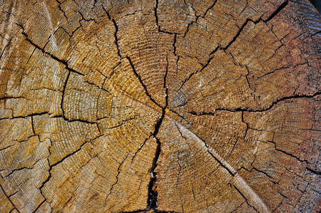 Cut log wood grainの写真素材