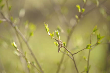 young spring leaves on the branches