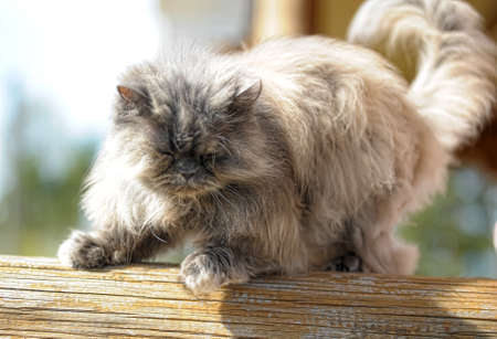 gray persian catの写真素材