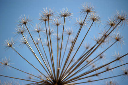 low angle view of cow parsnip plant with blue sky background.