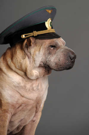 Chinese Shar Pei dogの写真素材