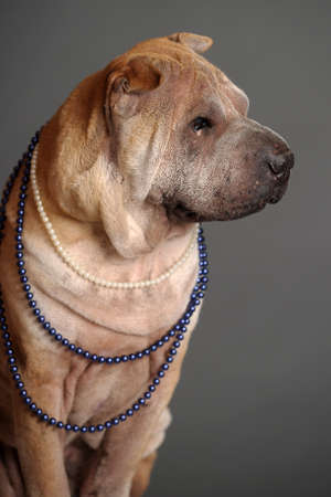 Chinese Shar Pei dogの写真素材