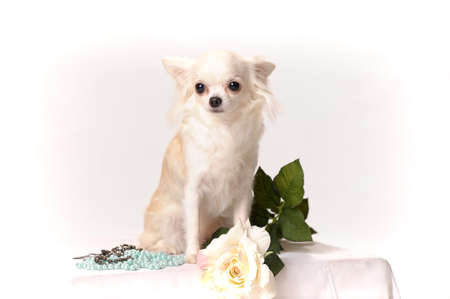 chihuahuaの写真素材