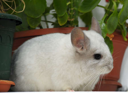 White chinchillaの写真素材