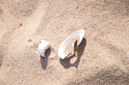 seashells on the sand