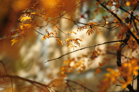 autumn leaves Rowanの写真素材