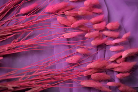 Lilac stalks of a grass on a lilac background の写真素材