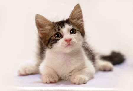 black and white kitten in studioの写真素材