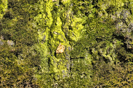 surface of the stone covered with moss の写真素材