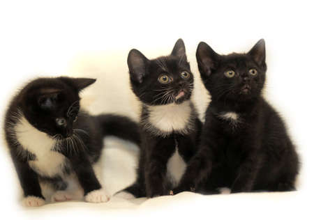 three kittensの写真素材
