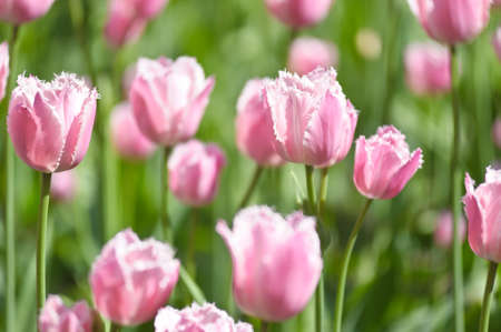 pink tulipsの写真素材