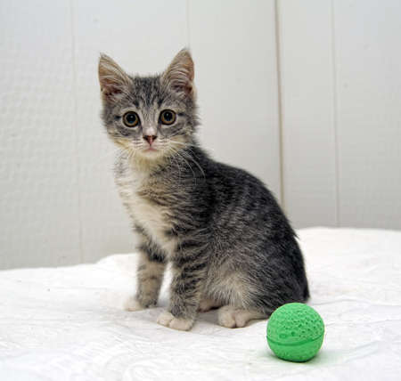 gray tabby kittenの写真素材