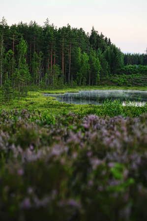forest lake in the eveningの写真素材