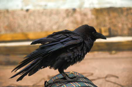 black crowの写真素材