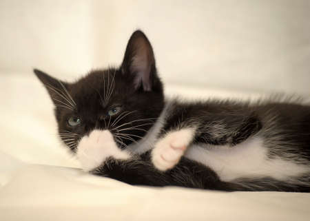 black and white kittenの写真素材