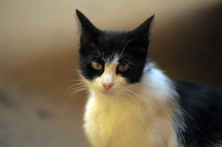 homeless  cat