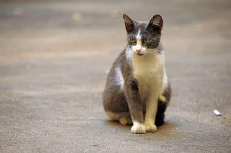 homeless  catの写真素材