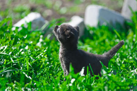 black kitten in the grassの写真素材