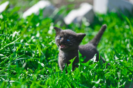 black kitten in the grassの写真素材