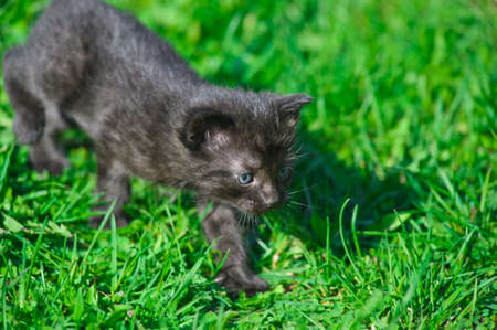 black kitten in the grassの写真素材