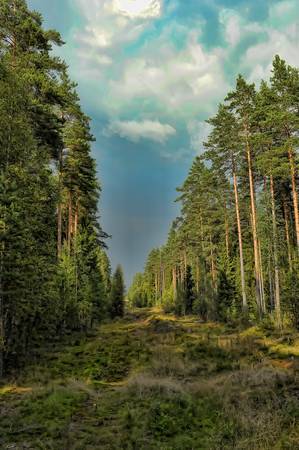 clearing in the woodsの写真素材