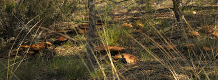 Suillus bovinusの写真素材