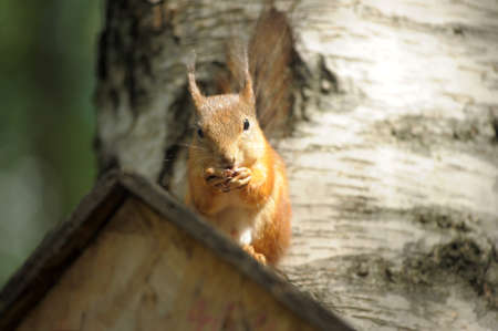 squirrel in a treeの写真素材