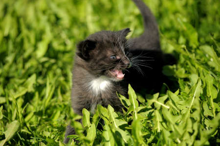 Little kitten playing on the grass close upの写真素材