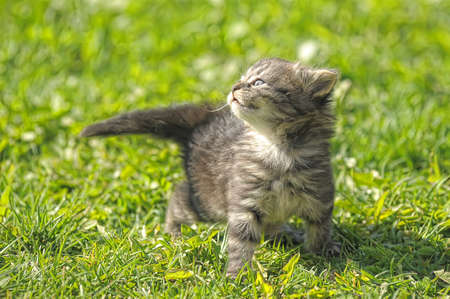 Little kitten playing on the grass close upの写真素材